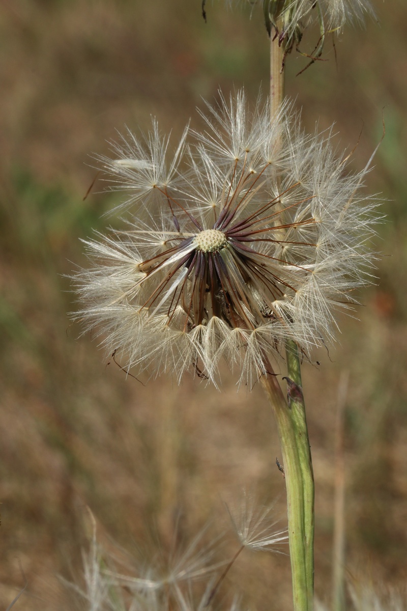 Изображение особи Hypochaeris radicata.