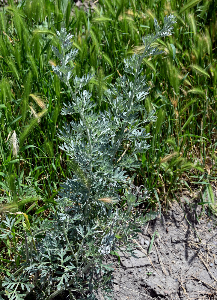 Image of Artemisia absinthium specimen.