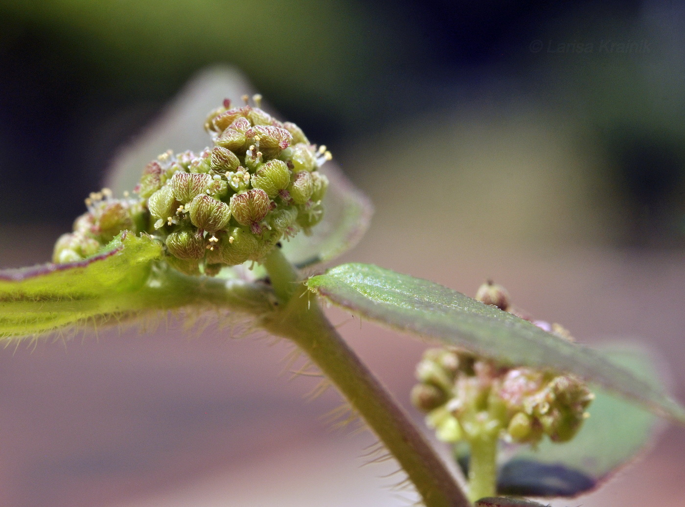 Image of Euphorbia hirta specimen.