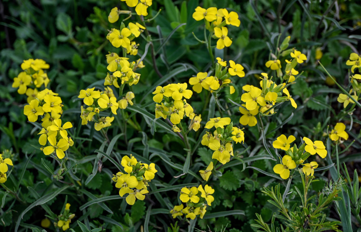 Image of Erysimum substrigosum specimen.