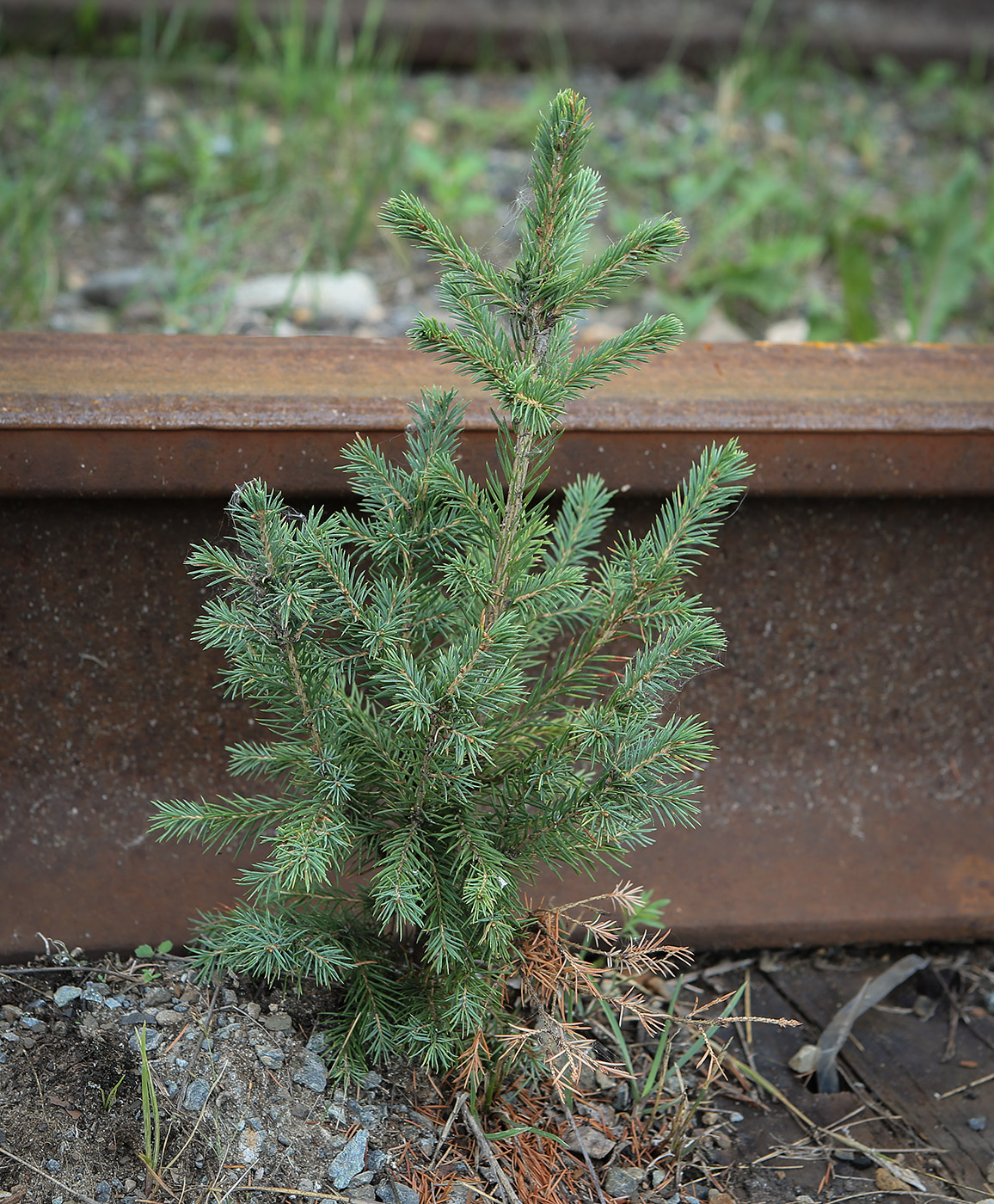 Image of Picea obovata specimen.