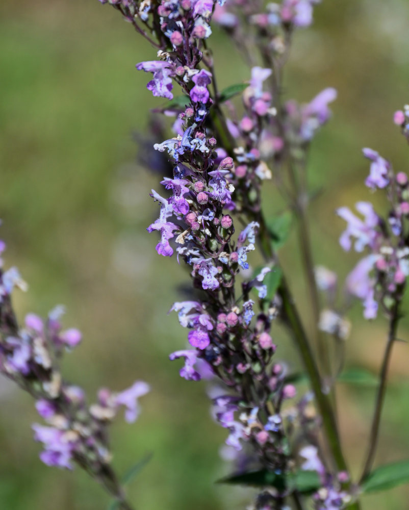 Image of Nepeta nuda specimen.