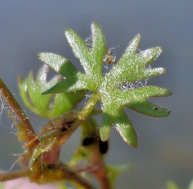 Image of Ranunculus gmelinii specimen.