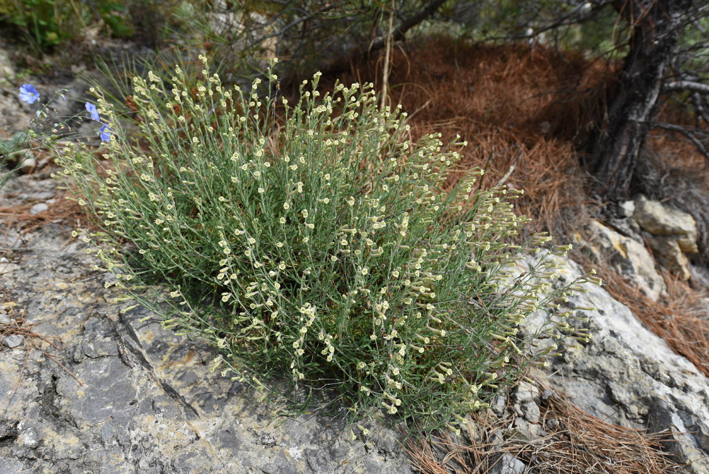 Image of Silene syreistschikowii specimen.