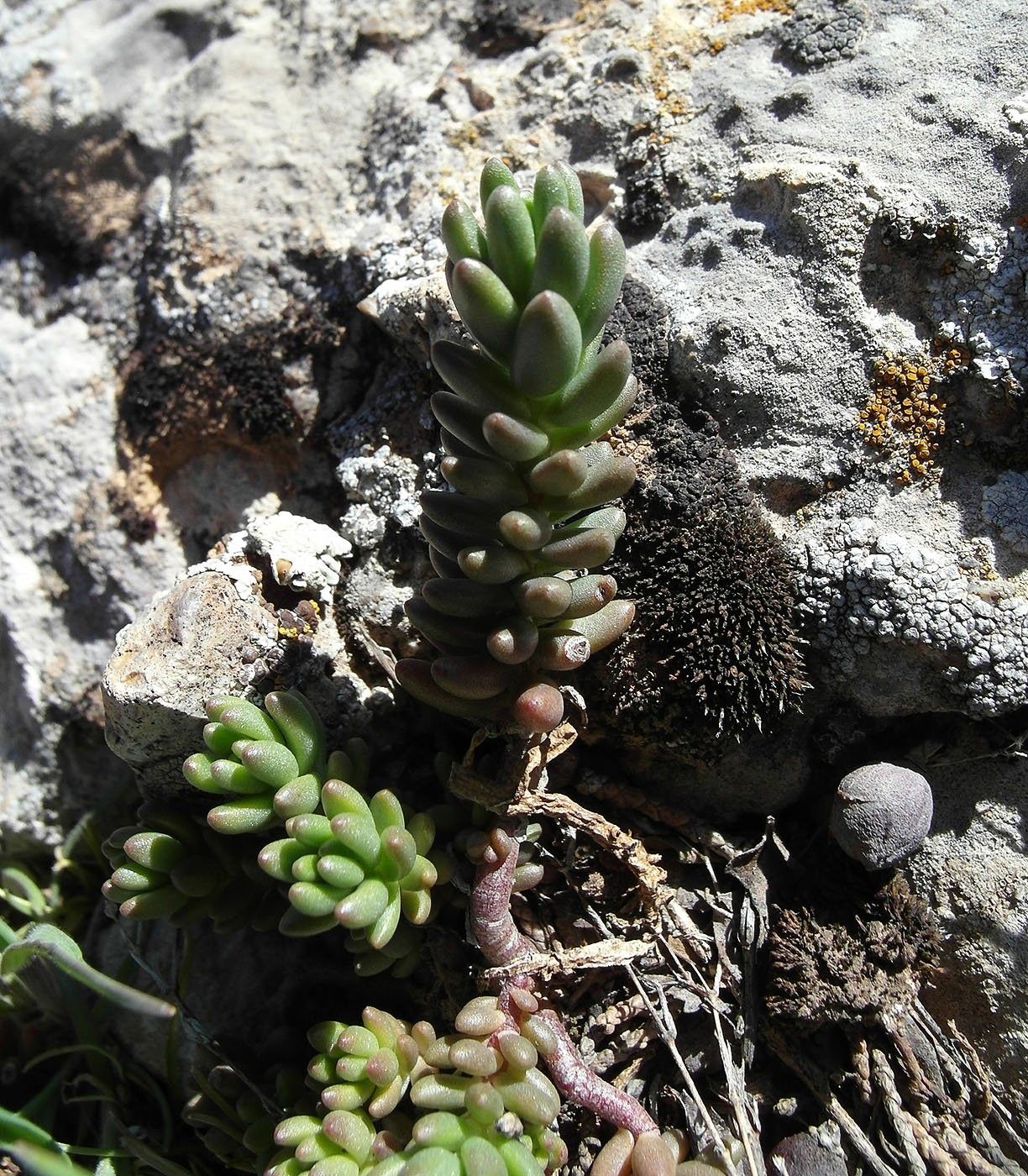 Image of Sedum alberti specimen.