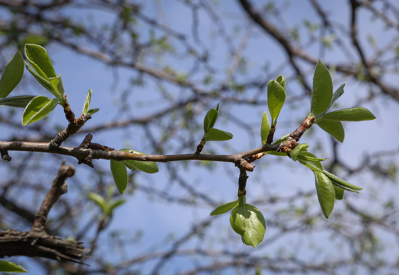 Изображение особи Pyrus communis.