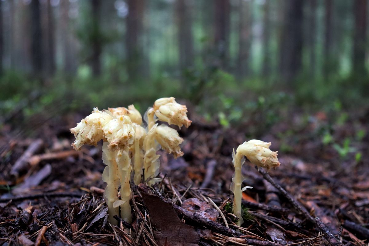 Image of Hypopitys monotropa specimen.