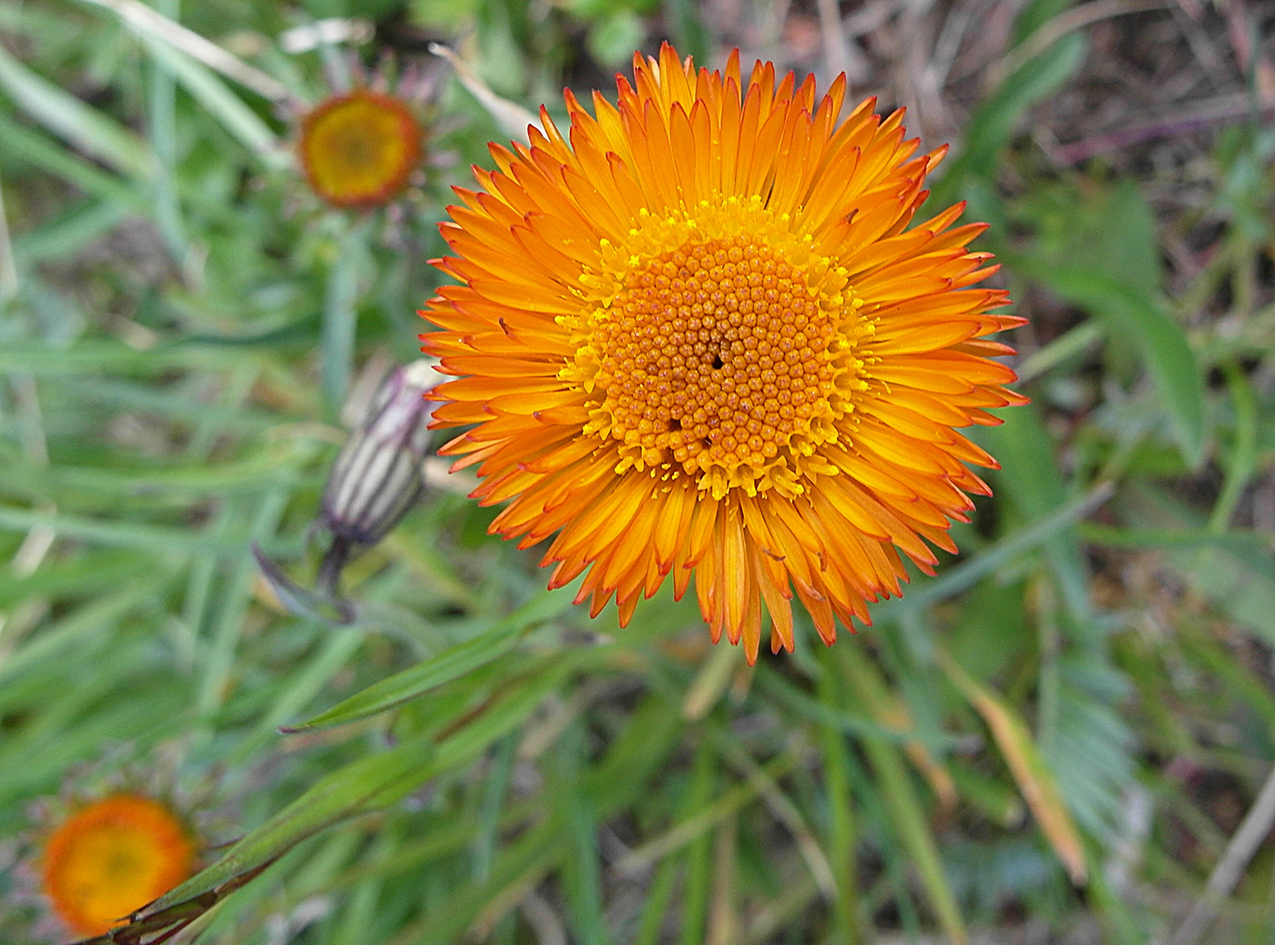 Изображение особи Erigeron aurantiacus.