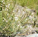 Astragalus pseudomacropterus