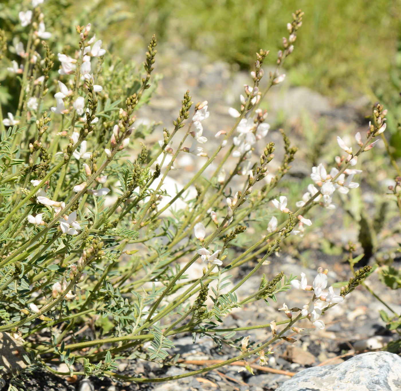 Изображение особи Astragalus pseudomacropterus.