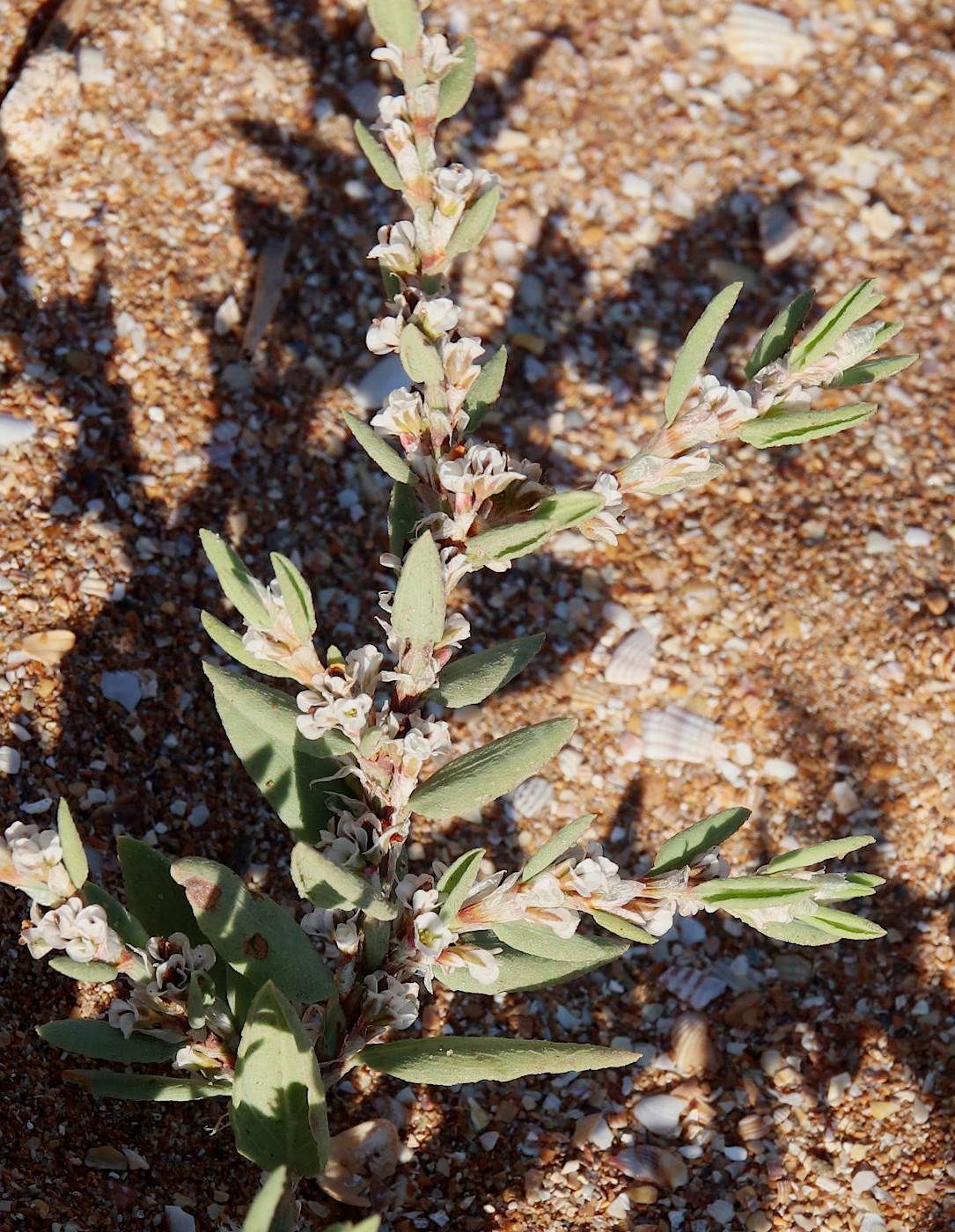 Изображение особи Polygonum maritimum.