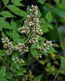 Nandina domestica. Распускающееся соцветие. Китай, провинция Хунань, г. Фэнхуан, в культуре. 05.06.2024.