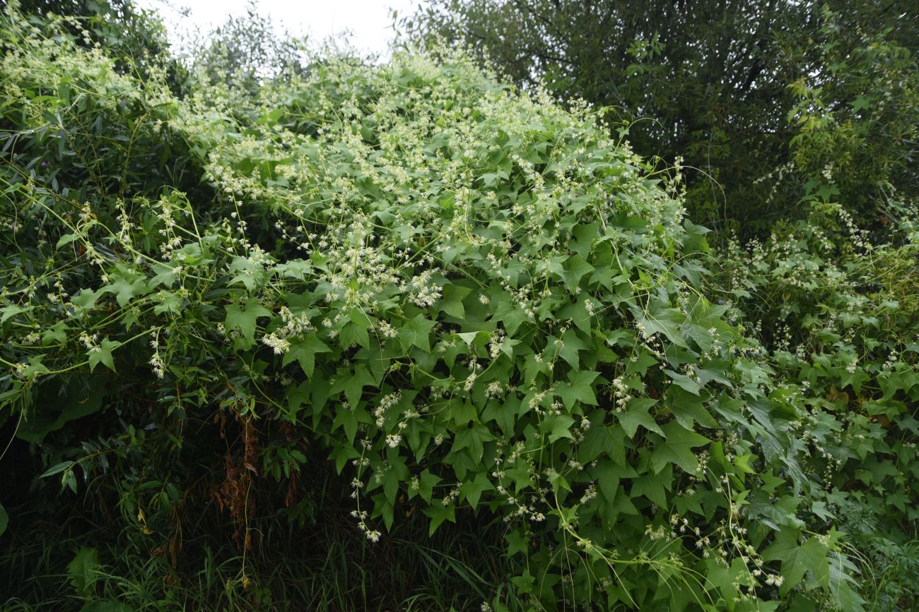 Изображение особи Echinocystis lobata.