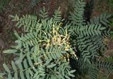 Pseudosophora alopecuroides. Плодоносящее растение (вид сверху). Узбекистан, Наманганская обл., Чустский р-н, Ферганская долина, верховье кишлака Гова (G'ova), зона отдыха \"Нур\", глинистая почва. 24.07.2024.