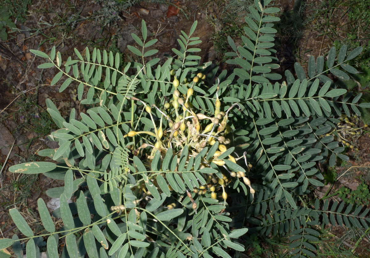 Изображение особи Pseudosophora alopecuroides.