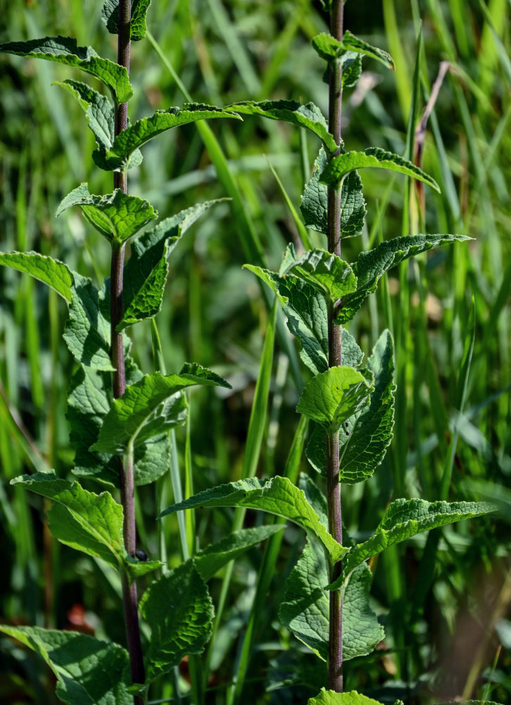 Image of Campanula rapunculoides specimen.