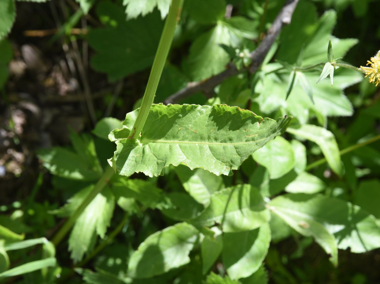 Image of genus Rumex specimen.