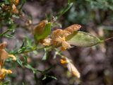 Genista verae. Завязавшиеся плоды и верхушки побегов. Крым, Южный Берег, сев. склон горы Аю-Даг, крутой каменистый склон. 25.05.2024.