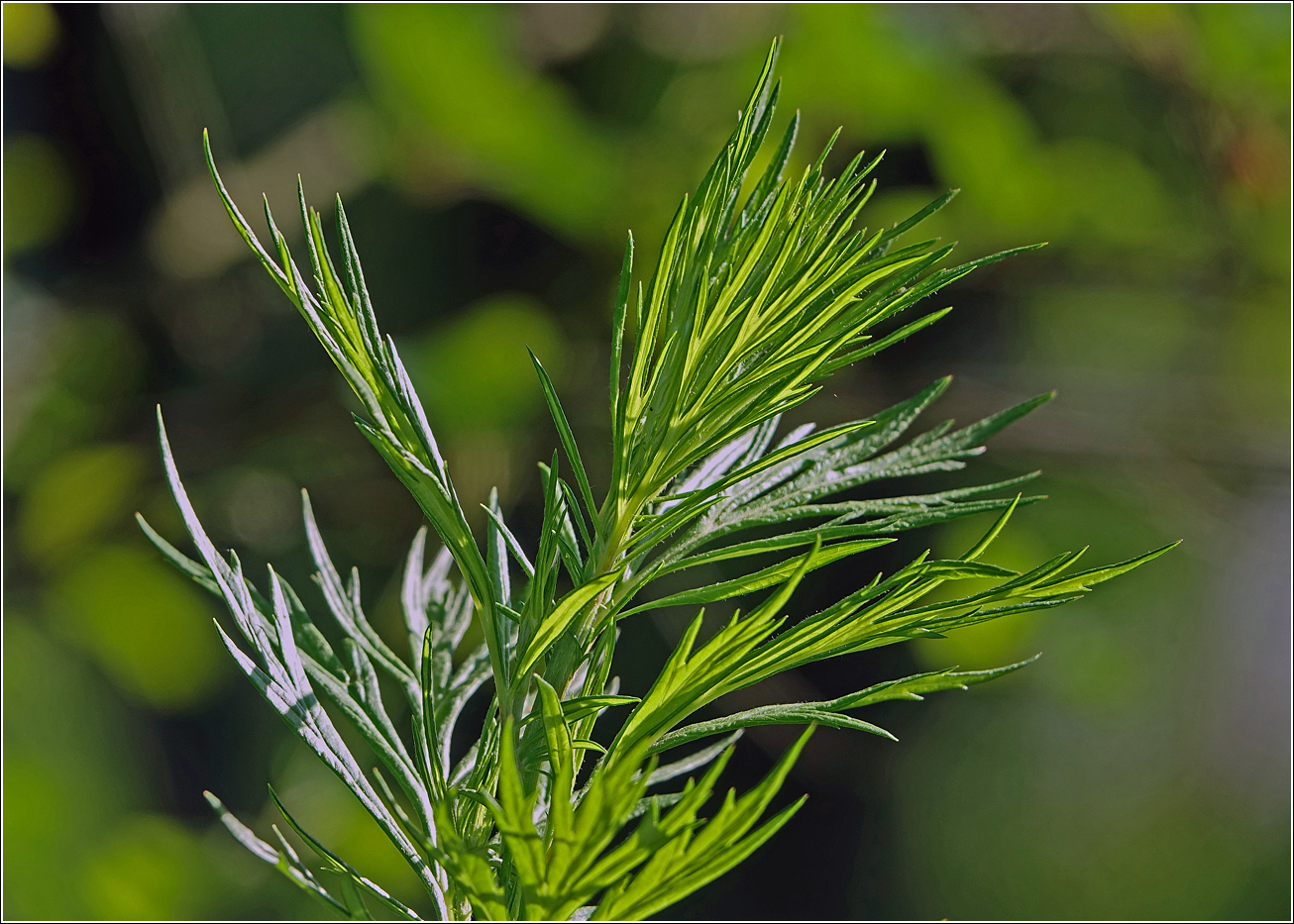 Image of Artemisia vulgaris specimen.