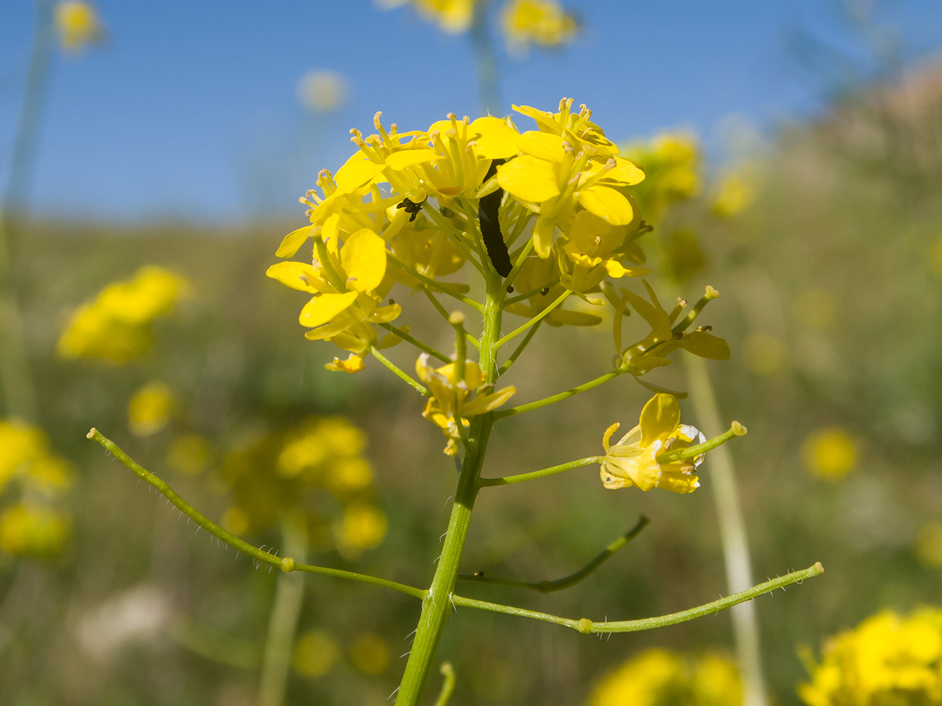 Изображение особи Sisymbrium loeselii.