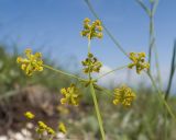 Bupleurum nordmannianum