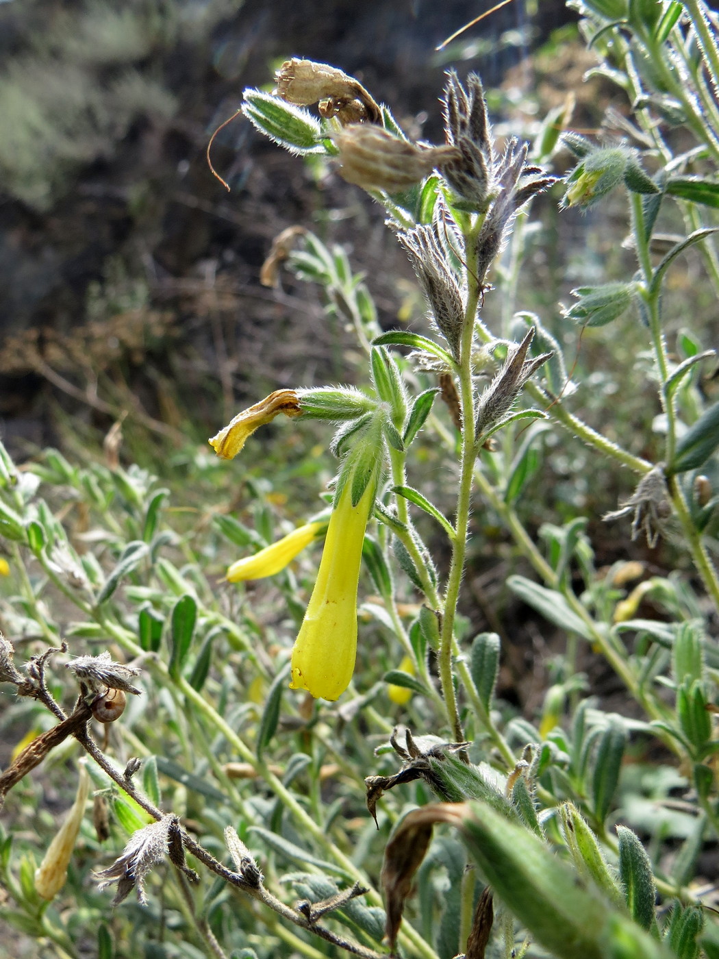 Image of Onosma caucasica specimen.