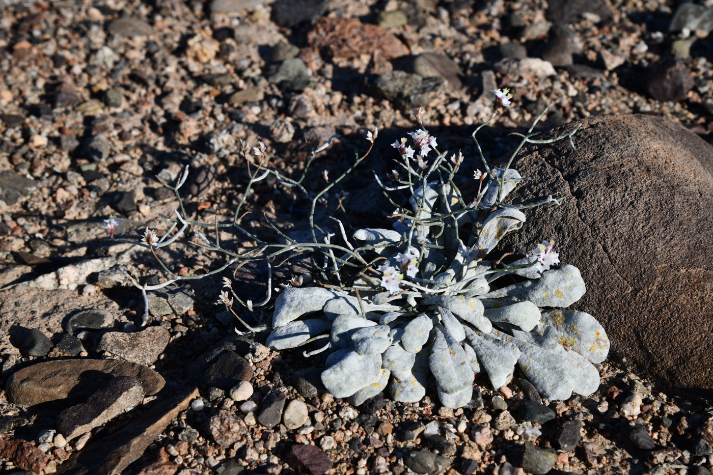 Image of Limonium michelsonii specimen.