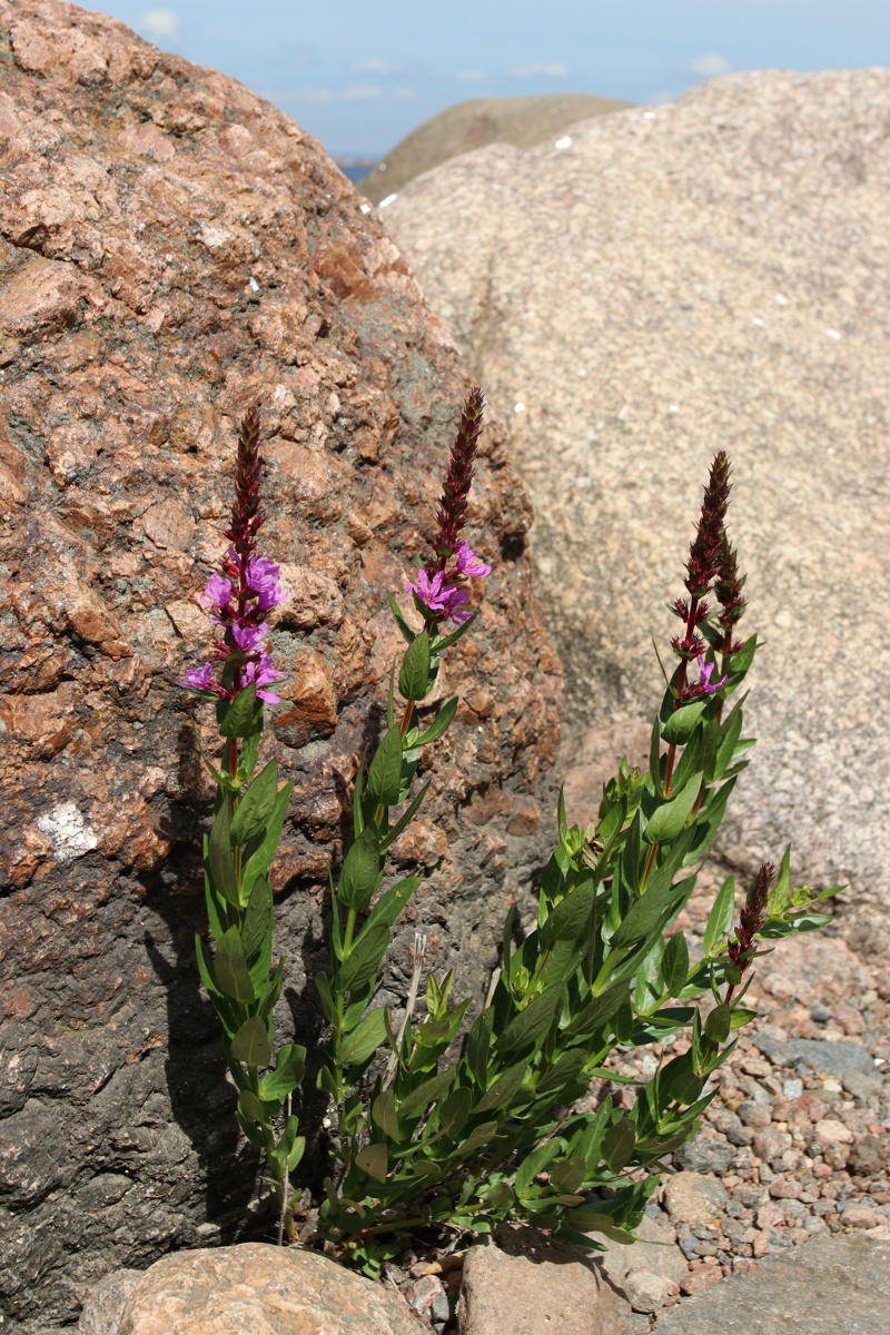 Image of Lythrum intermedium specimen.