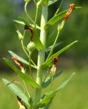 Gratiola officinalis