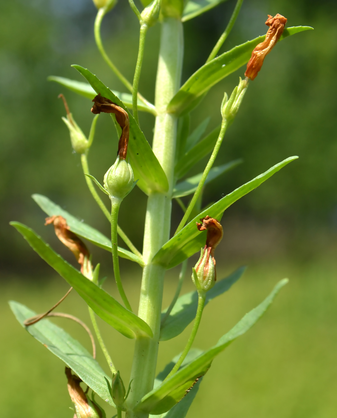 Image of Gratiola officinalis specimen.