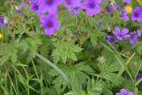 genus Geranium. Лист. Чечня, Шаройский р-н, 2 км к востоку от ур. Хиндушты, 1,5 км на юго-запад от Сигнальной горы, выс. 2200 м н.у.м., луг. 1 июля 2024 г.