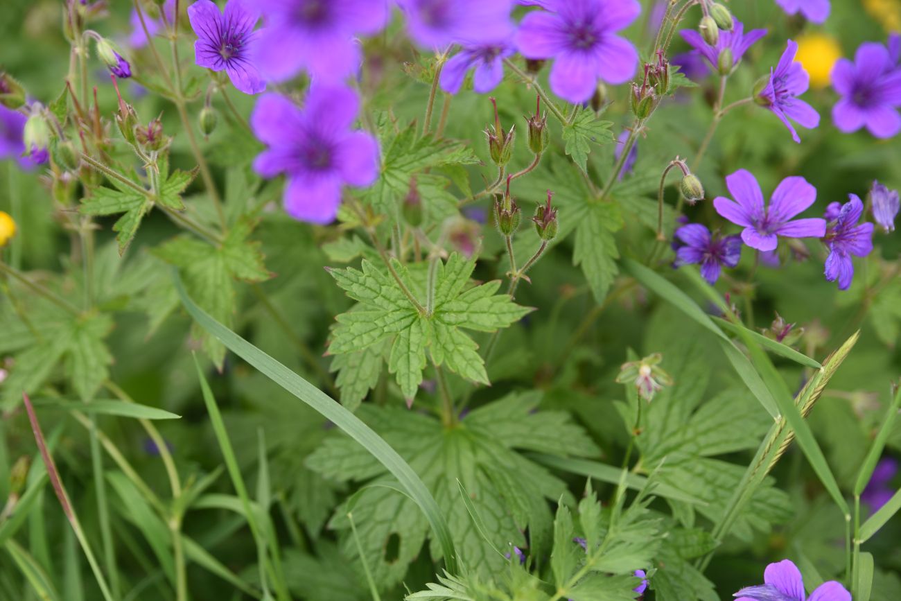 Image of Geranium sylvaticum specimen.