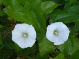 Calystegia sepium