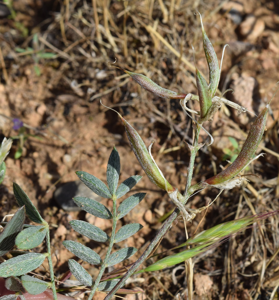 Image of Astragalus bossuensis specimen.