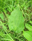 Alisma plantago-aquatica