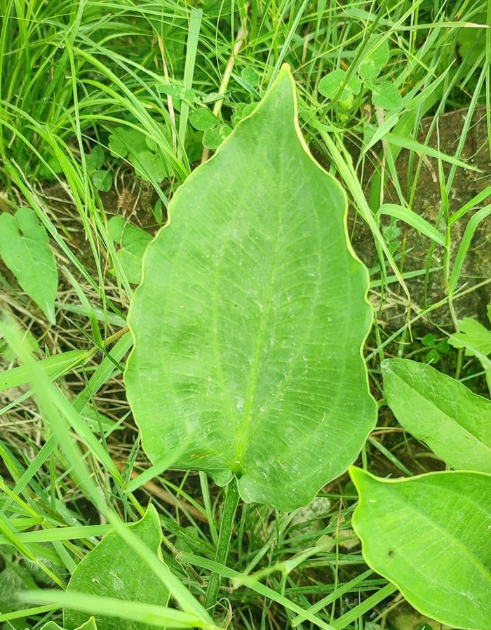 Изображение особи Alisma plantago-aquatica.