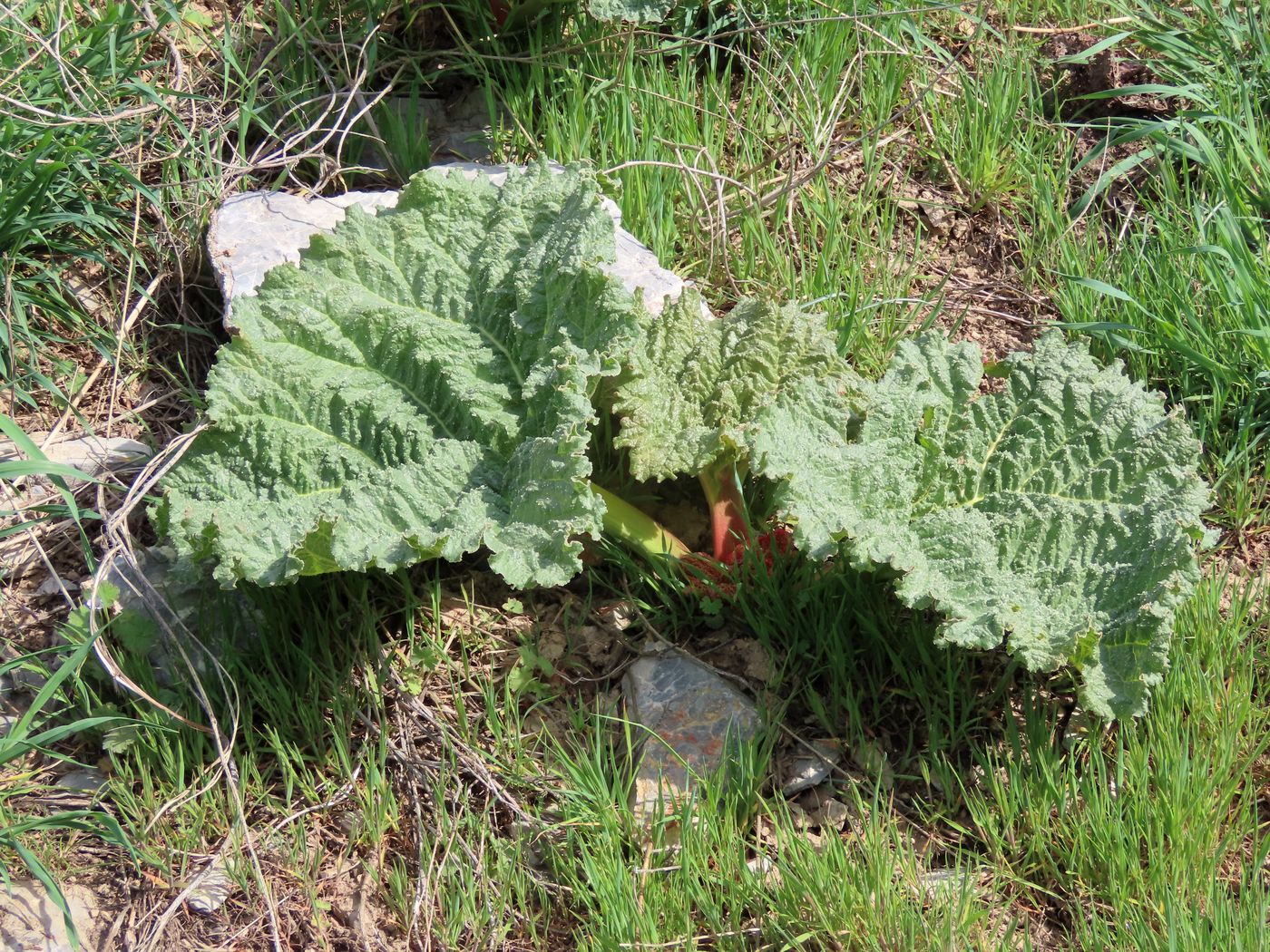 Image of Rheum cordatum specimen.
