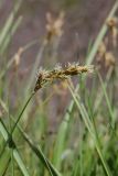 View full-size image Carex praecox