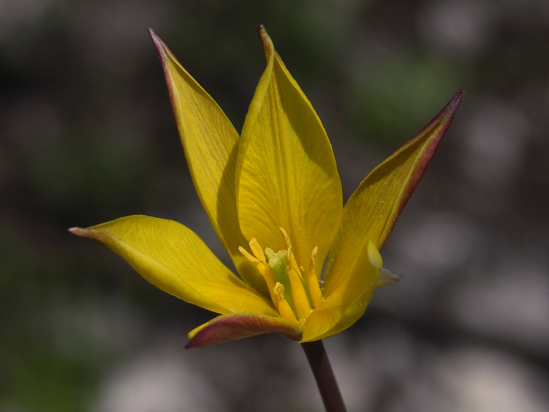 Изображение особи Tulipa biebersteiniana.