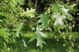 View full-size image Quercus rubra