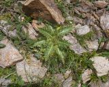 View full-size image Cirsium rhizocephalum