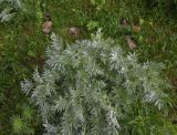 View full-size image Artemisia absinthium