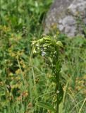 View full-size image Swertia iberica