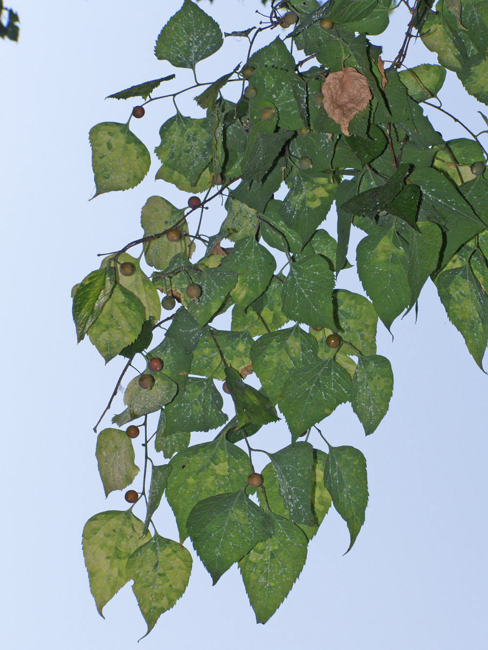 Image of Celtis glabrata specimen.