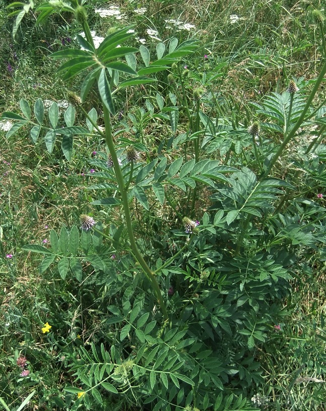 Image of Glycyrrhiza echinata specimen.