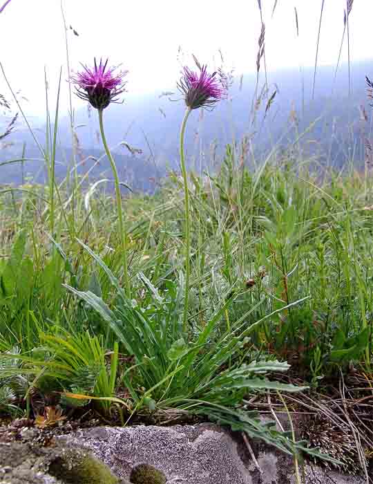 Изображение особи Jurinea coronopifolia.