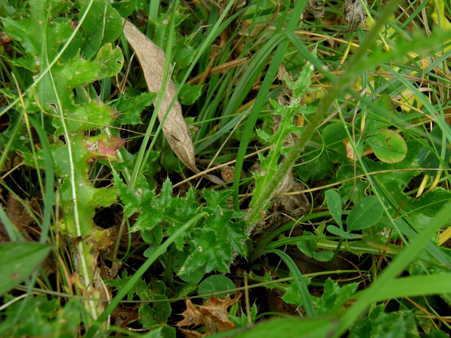 Изображение особи Cirsium tuberosum.