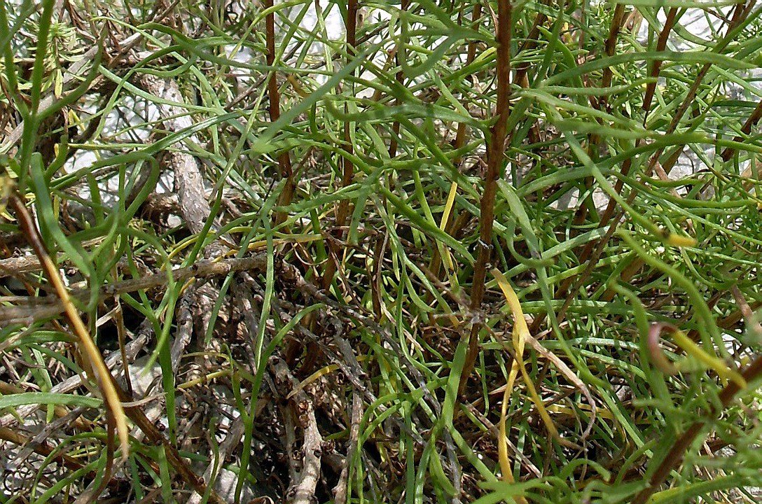 Image of Artemisia salsoloides specimen.