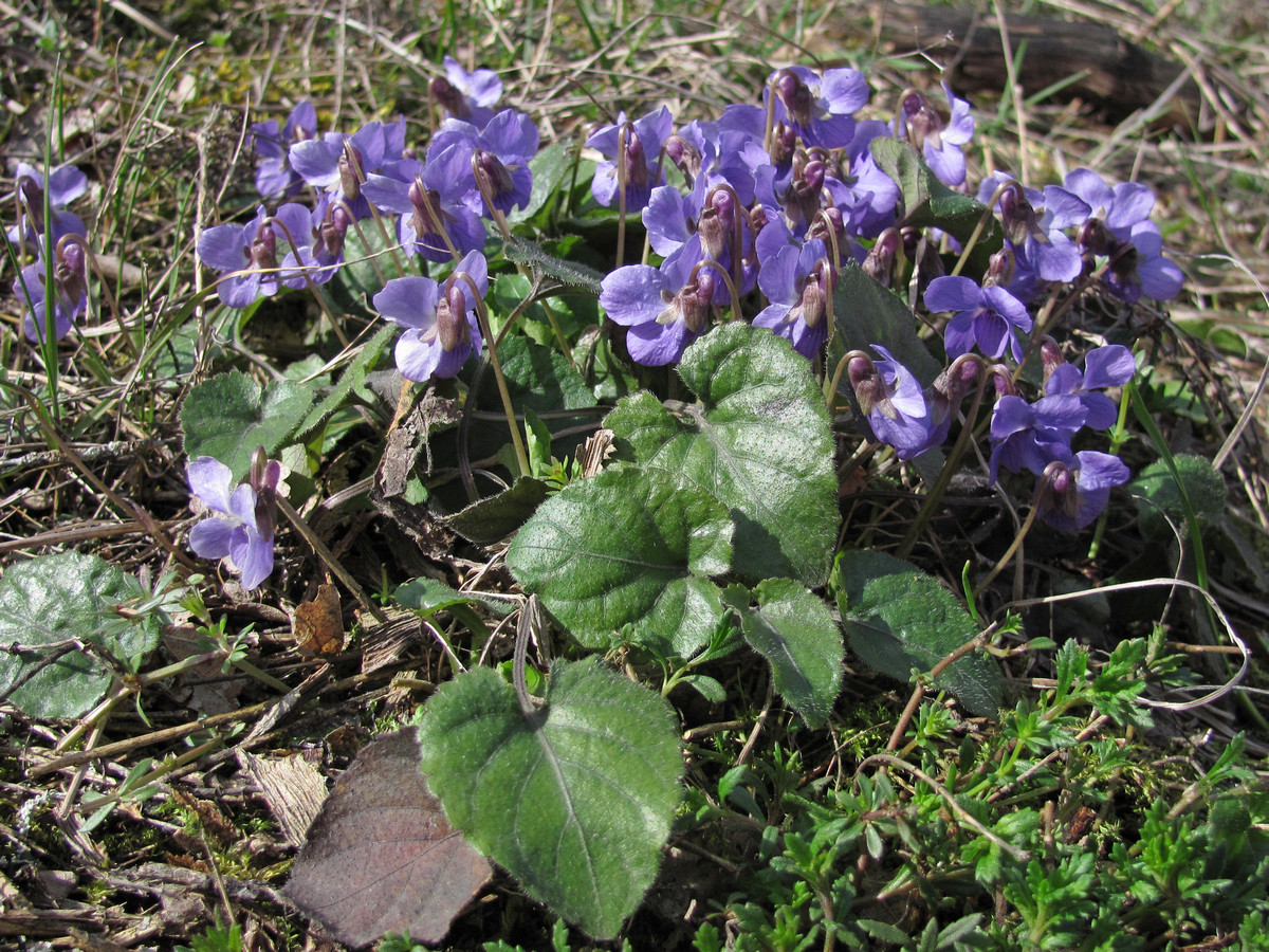 Изображение особи Viola dehnhardtii.