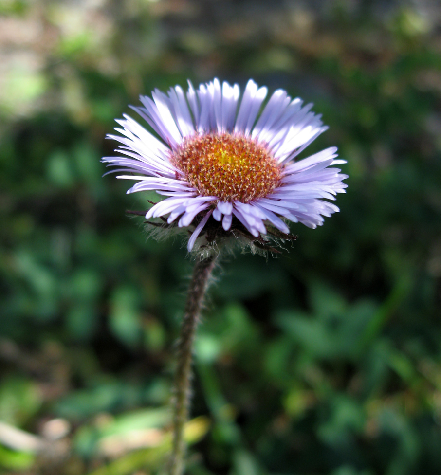 Image of Erigeron eriocalyx specimen.